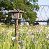 (Photo)小岩菖蒲園にて