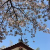 【思考】ぜんぶ春のせいだ。
