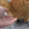 【おもしろ猫動画】野良猫のオメガ（ω）をモフモフする変態さんの猫動画（AV：Animal Videos)