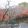 足立森林公園のモミジ