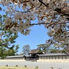 急遽、京都御苑でお花見🌸