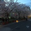 京都の夜桜　清水寺