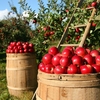 りんご1個の健康効果、どこまで良い？