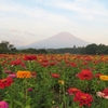 花の都公園ジニア