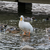 【写真】最近の写真撮影（2018/1/20）昆陽池公園その2
