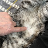 真のヘソ天？😺