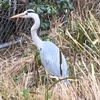 動物園マインドフルネス