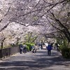 2026年4月8日（水）　咳をしても一人. 家に帰っても一人