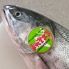 旬の魚料理・応用講座・１０月実習・昆布森沖産の鮭