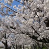 大村公園桜三昧