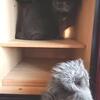 猫って新し物好き＆本気の断捨離
