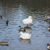【写真】最近の写真撮影（2018/1/20）昆陽池公園その1
