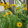 梅雨だなぁ☆今日の花たち