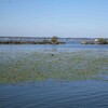  アサザ植栽、その根拠の怪しさ