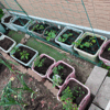 毎年GWは春夏野菜の植え付け作業！