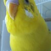 インコのくちばしってすごいな