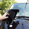Cat on car