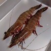 モエビ（足赤海老）