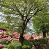 根津神社 ツツジの開花状況(2023年4月16日)