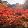 紅葉の東福寺