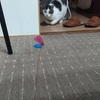 ケージ弁慶なうちの猫