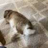 愛犬、愛猫、、愛うさ　ペットとサヨナラするまで暮らすこと