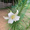 ユリの花が咲きました