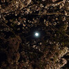  月と桜