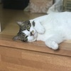 ねこの病院