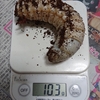 半年で100g