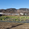 小松菜・カキ菜成長の様子