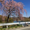 ロードバイクで三春滝桜へ（花見兼2019年初ライド）