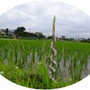 日々のくらし米麦野菜　清水農園・厚木