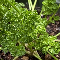 風通し重要 パセリが白いのは うどん粉病 だと判明 対策の前に原因を確認 アルの備忘録