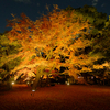 【紅葉】六義園で紅葉ライトアップとか