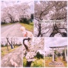 愛犬と迎える9回目の春。桜とおうち花手水を楽しんで…⚑⚐゛︎︎︎