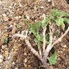 コガネムシにやられたゼラニウム