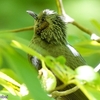 日本　文殊の森公園のヒヨドリなど