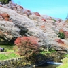 【愛知県】四季桜と紅葉が織りなす色彩美