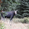 Mama Moose On The Watch