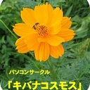 パソコンサークル　キバナコスモス