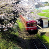 還暦の赤い電車の思い出　桜