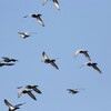 鳩乱舞