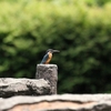 川口市グリーンセンター　白鳥池に　飛ぶ宝石「カワセミ」飛来してます。