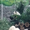 パンダ🐼がタダで見れる「黔霊山公園」
