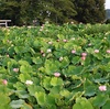 蓮の花が見事に咲いている