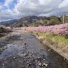 満開の河津桜は素敵！でも、人が多すぎて魅力半減？次回は南伊豆か？それとも松田？それにしても、日本人は桜が好きだなぁ〜