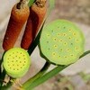 「クサヒバリ（草雲雀）」は、ご飯茶碗に来て鳴く…。