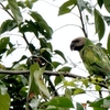 シンガポール　図鑑にないインコたち