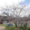 一気に桜前線通過…